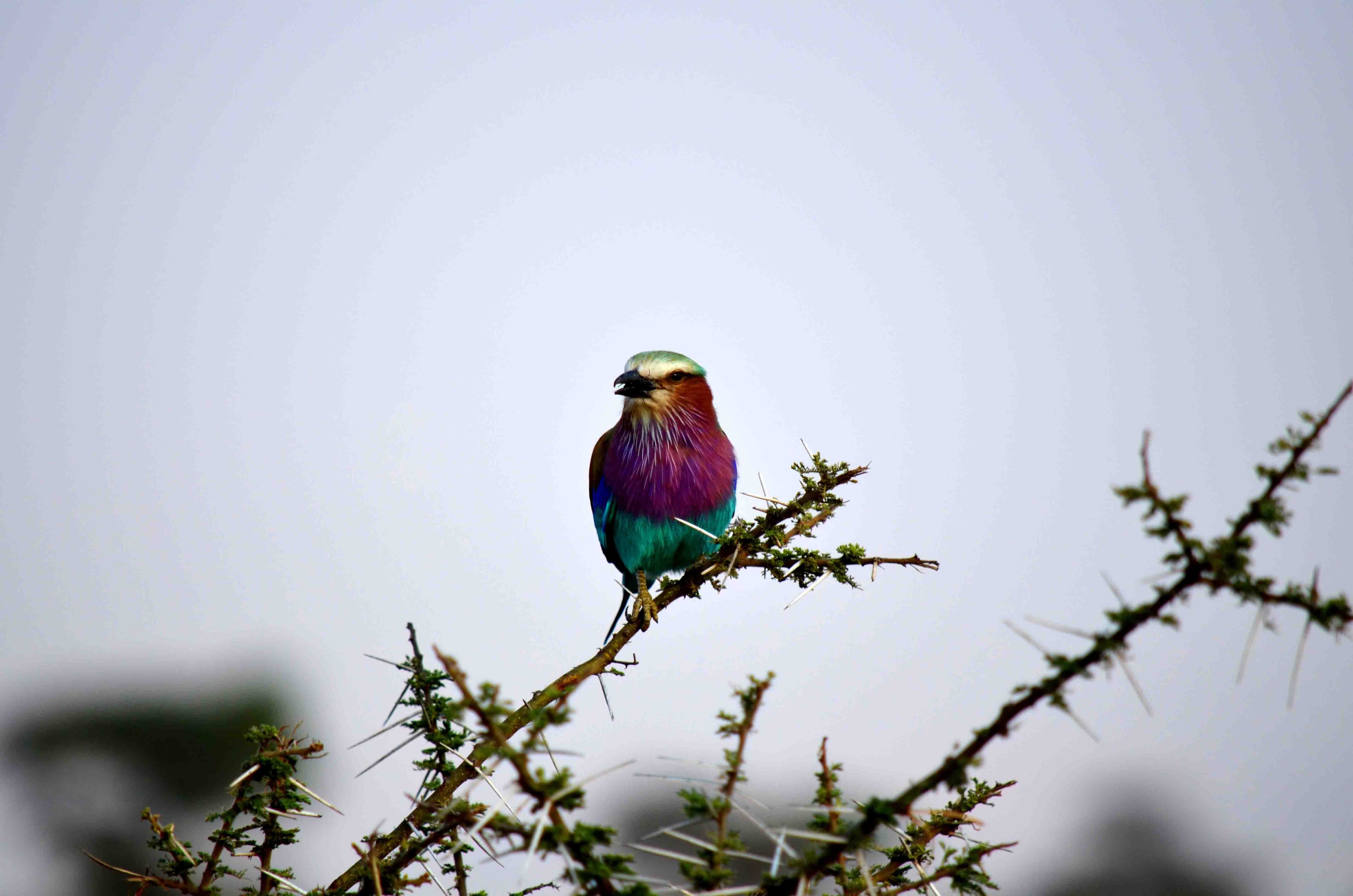 Vogelbeobachtung