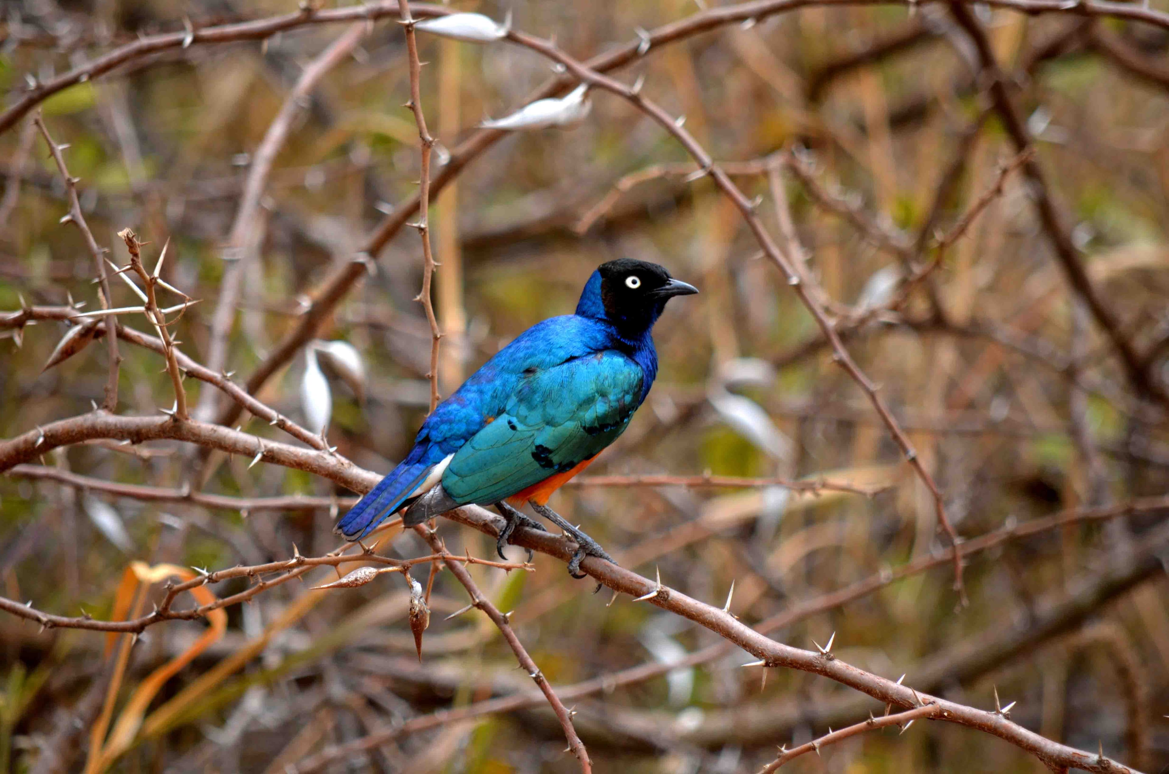 Bird Watching