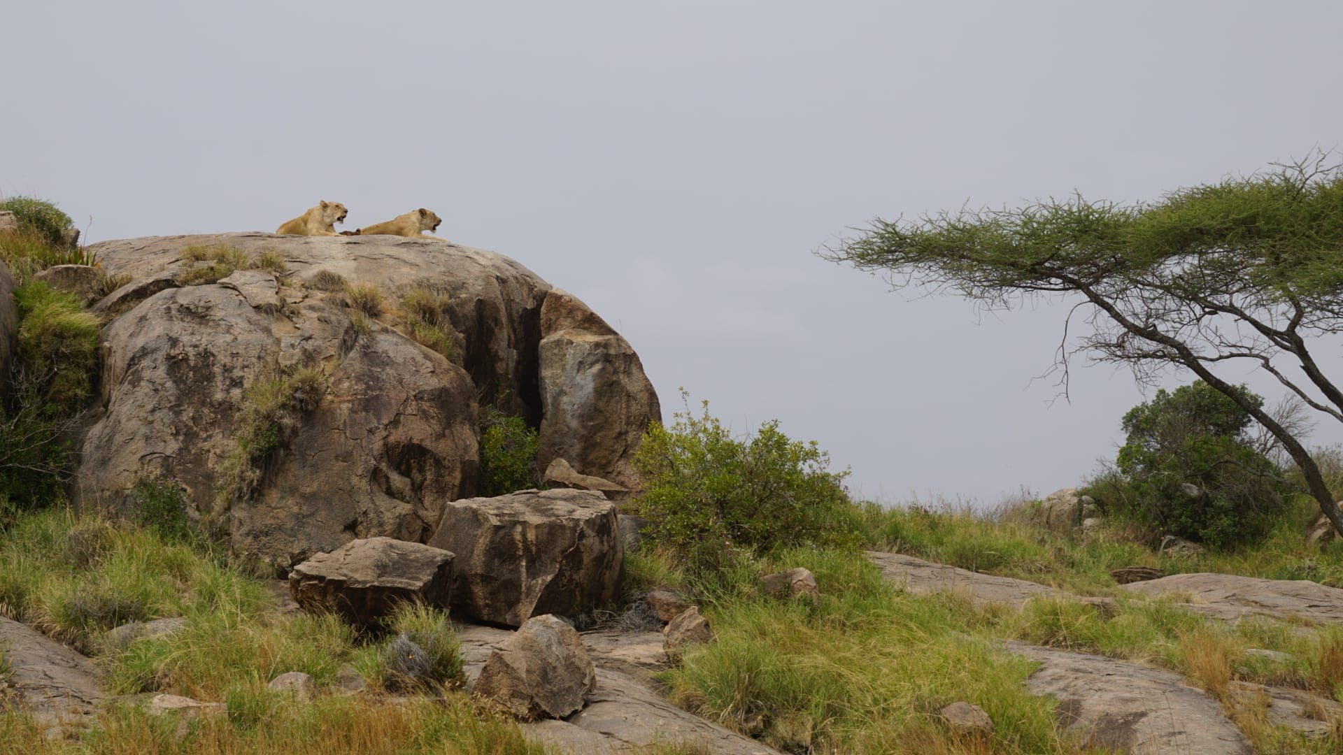 5-Day Serengeti Migration & Crater Safari (JRO → ZNZ)