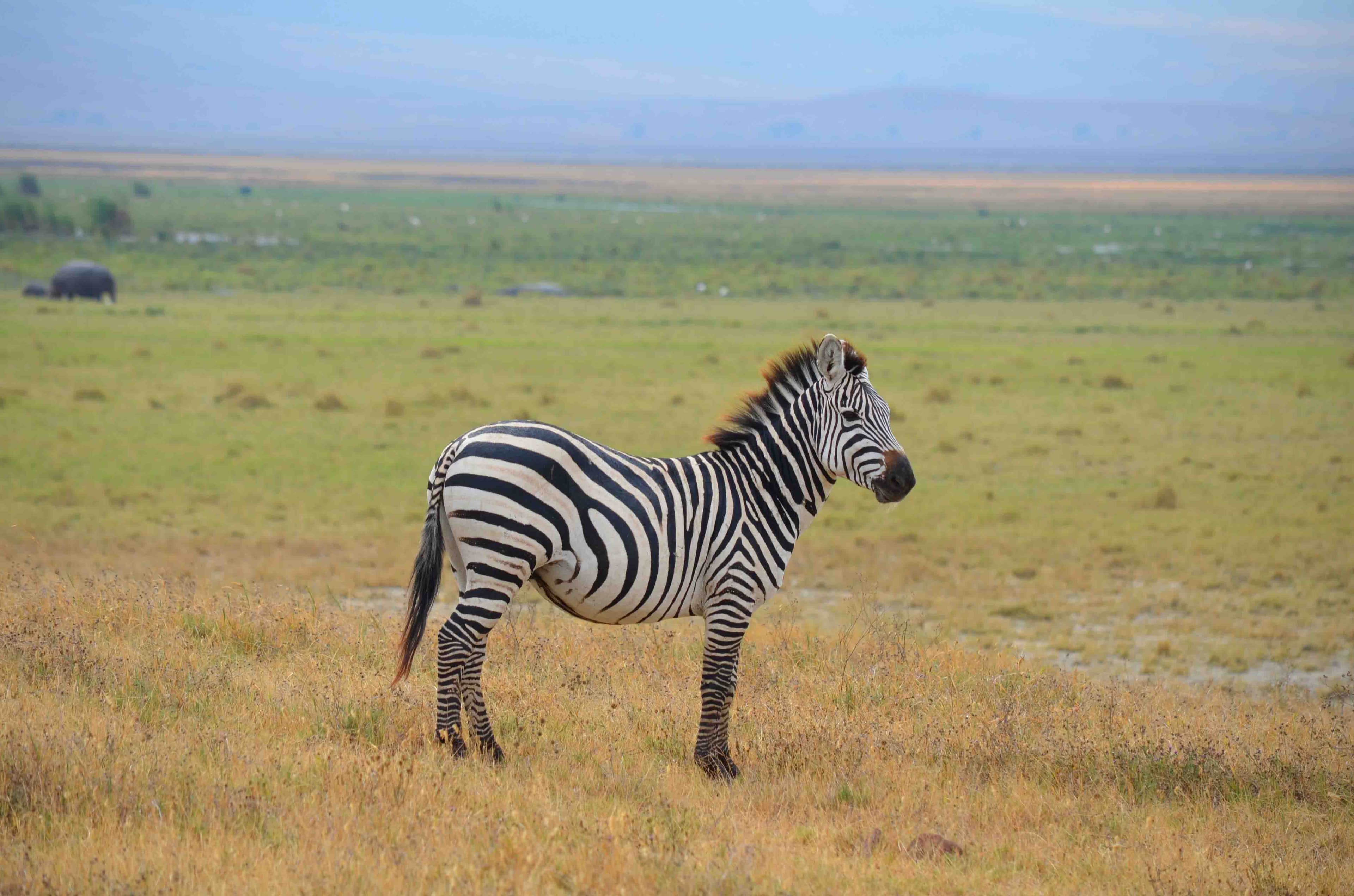 5-Day Serengeti Migration & Crater Safari (JRO → ZNZ)